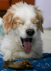 Cute dog or puppy  yawning showing tongue and eyes closed with bone