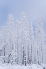 Snowlandscape and snowed trees on the Brocken in Harz in Germany 