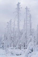Fototapeta na wymiar Snowlandscape and snowed trees on the Brocken in Harz in Germany 
