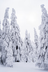 Snowlandscape and snowed trees on the Brocken in Harz in Germany 