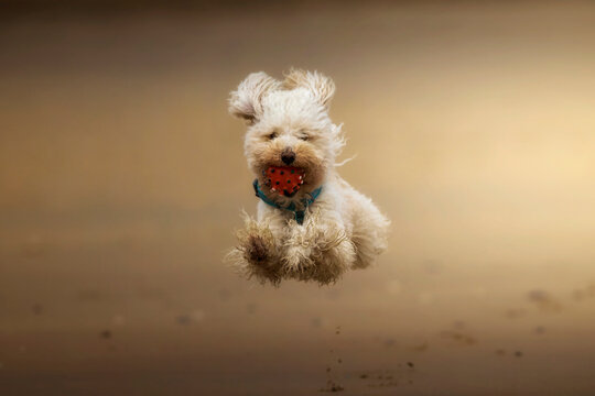 Happy dog jumping in the beach with a ball in the mouth.