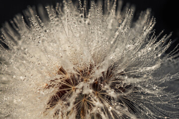 macro of dew drops on dandelion 