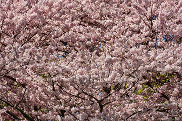 Pink and white Some i-Yoshino Cherry blossoms fill the clear blue bright spring sky on a sunny day