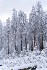 Snowlandscape and snowed trees on the Brocken in Harz in Germany 