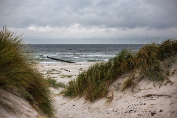 Fototapeta na wymiar sand dunes and beach at hiddensee in summer 