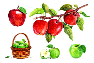Apples in a basket, apples with a leaf, apples on a branch. Set of watercolor illustrations for labels, menus, or packaging design.