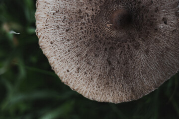 detail of a mushroom in the woods