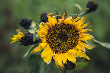 Fototapeta premium sunflower on a field