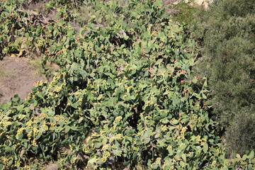 Big Opuntia ficus indica on Malta
