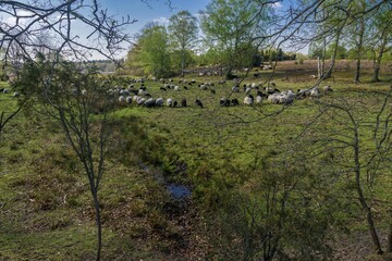 Naklejka premium Heidschnucken Herde in der Lüneburger Heide