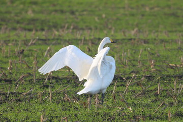 Whooper Swan spreading wings