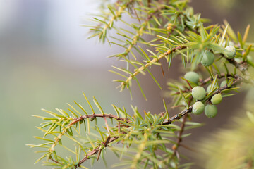 Juniper branch with green berries. Juniperus communis. Close up, selective focus.