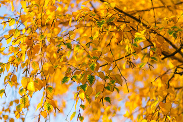 yellow autumn leaves in the sun