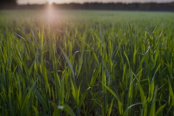 Getreidefeld im Frühling