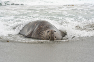 The Elephant Seal (Mirounga leonina)