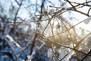 Fototapeta na wymiar frozen tree branches closeup lit by setting sun in cold winter evening