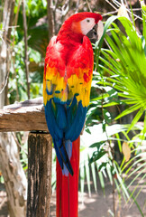 Long-tailed colorful macaw parrot are sitting in a tropical forest