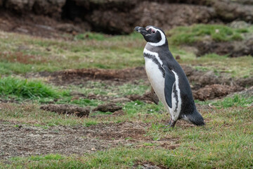 The Magellanic penguin (Spheniscus magellanicus)
