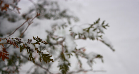 Snow covered green thuja twigs on white blurred background. Winter weather.