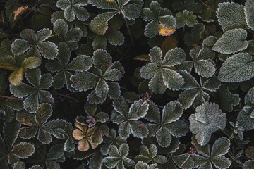 close up of frozen leaves