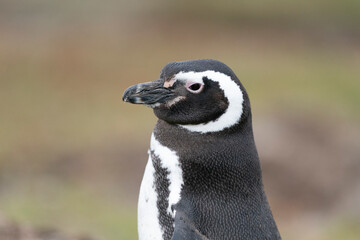 Obraz premium The Magellanic penguin (Spheniscus magellanicus)
