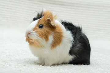 Guinea pig rosette, young guinea pig close-up view on a light background