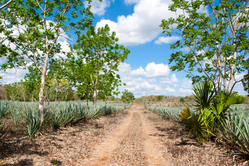 Fototapeta na wymiar Blue agave plantation in Mexico