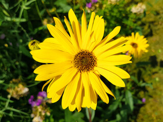 cheerful sunflower also perennial sunflower (in german Mehrjährige Sonnenblumen also Stauden-Sonnenblume) Helianthus × laetiflorus