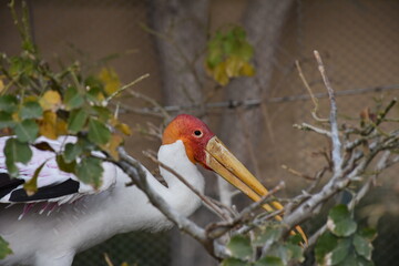 Yellow-billed stork in the nature