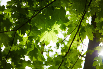 Fototapeta premium spring park with green leaves