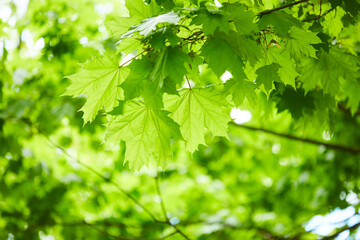 Fototapeta na wymiar spring park with green leaves