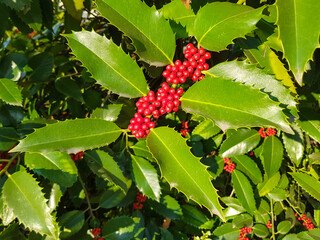 Holly (in german Europäische Stechpalme) Ilex aquifolium