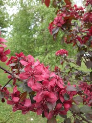 Blooming decorative apple tree