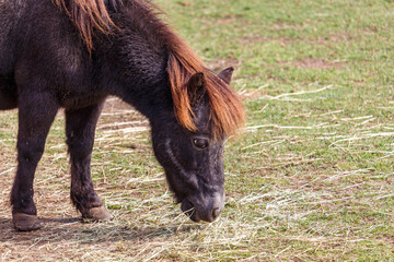 Shetland pony eating hay from ground