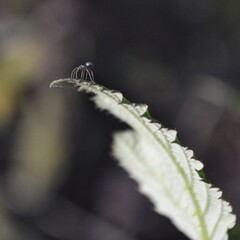 macro of a spider