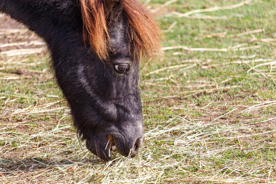 Face of a Shetland pony taking a bite of grass