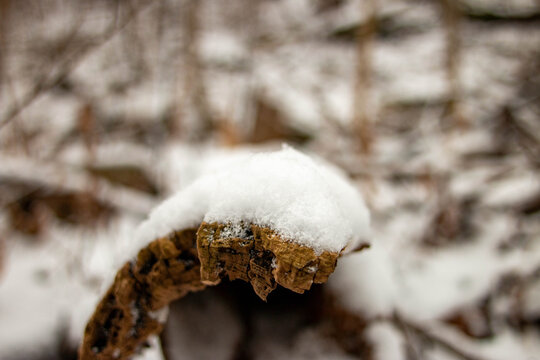 close up of snow on a log, abstract macro photo. surrealism 