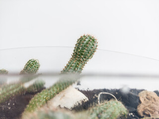 cactus in the pot