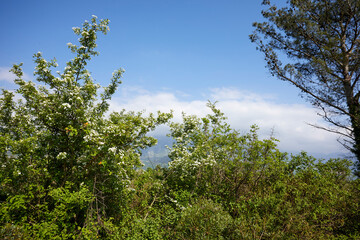 nice plants in the park, Montenegro
