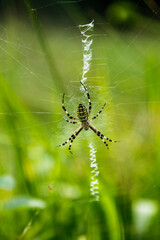 spider on the web