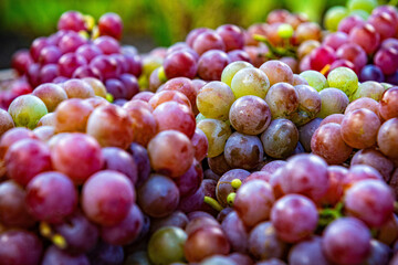flat lay, a lots of organic wine grapes, concept wine, crop and juice, selective soft focus