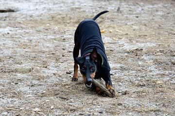 Manchester Terrier