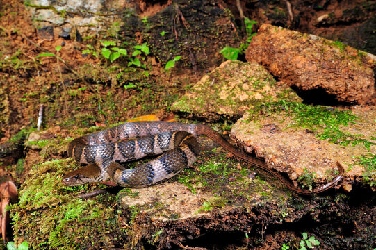 Fischnatter, Sri Lanka Kielr&uuml;ckennatter // Sri Lankan keelback, Boulenger's keelback (Fowlea asperrimus)  