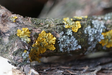 Piece of old wood with lichen growing on it