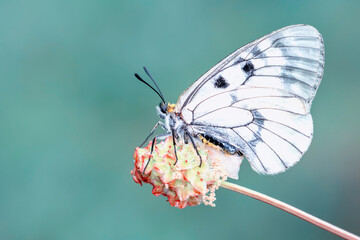 Macro shots, Beautiful nature scene. Closeup beautiful butterfly sitting on the flower in a summer garden.