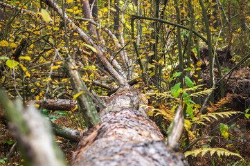 Old fallen tree in the autumn forest, close-up. Deadwood. Pine tree in the wild.