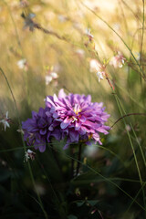 Beautiful floral landscape in a meadow in the French countryside under the spring sun.