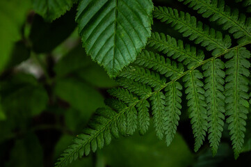 Background from green leaves Full Frame Shot Of Plants