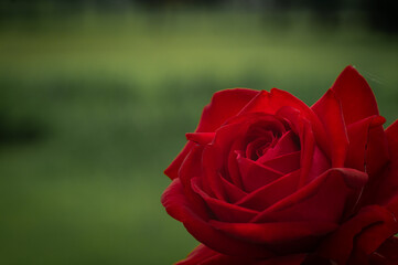 Wild beautiful red rose closeup