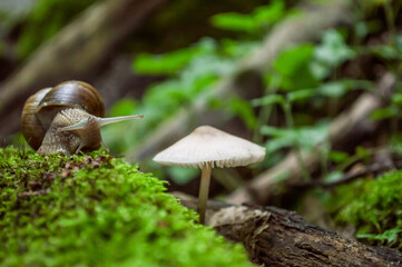 Wild little snail and mushroom closeup in the green forest